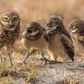 Comedy Wildlife Photography Awards 2017 Finalist - Barb D‘Arpino